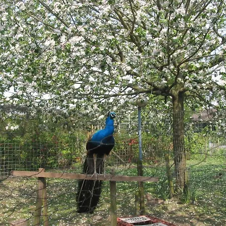 Frühstückspension De Hoge Peel 4*
