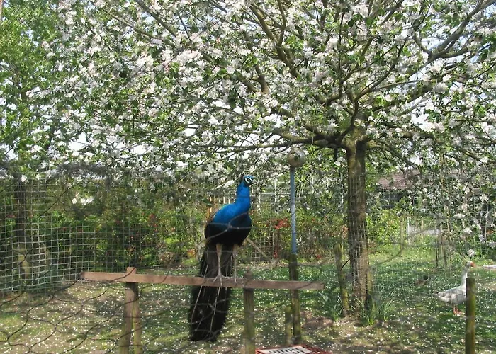 Oda ve Kahvaltı De Hoge Peel 4*